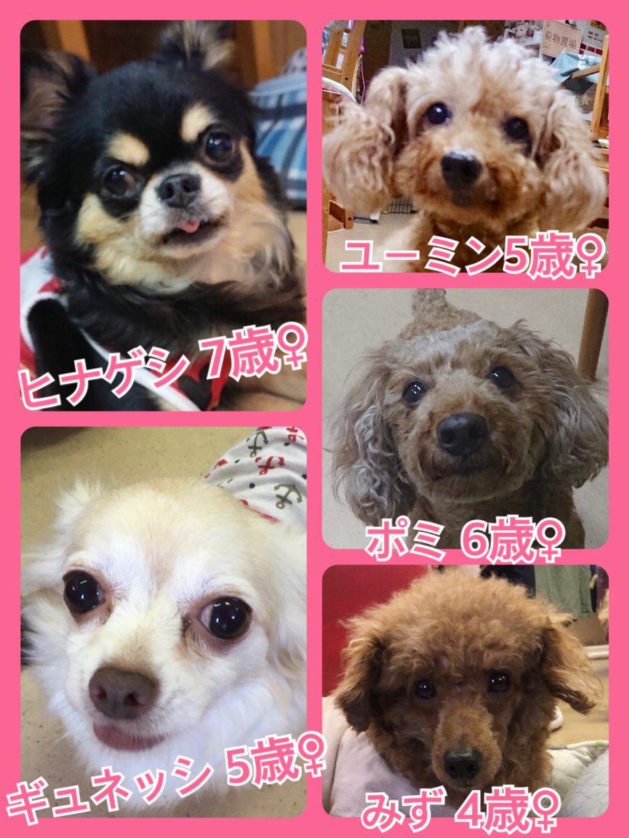 🐾今日の里親様募集中ワンコ🐶メンバーです🐾2019,8,8